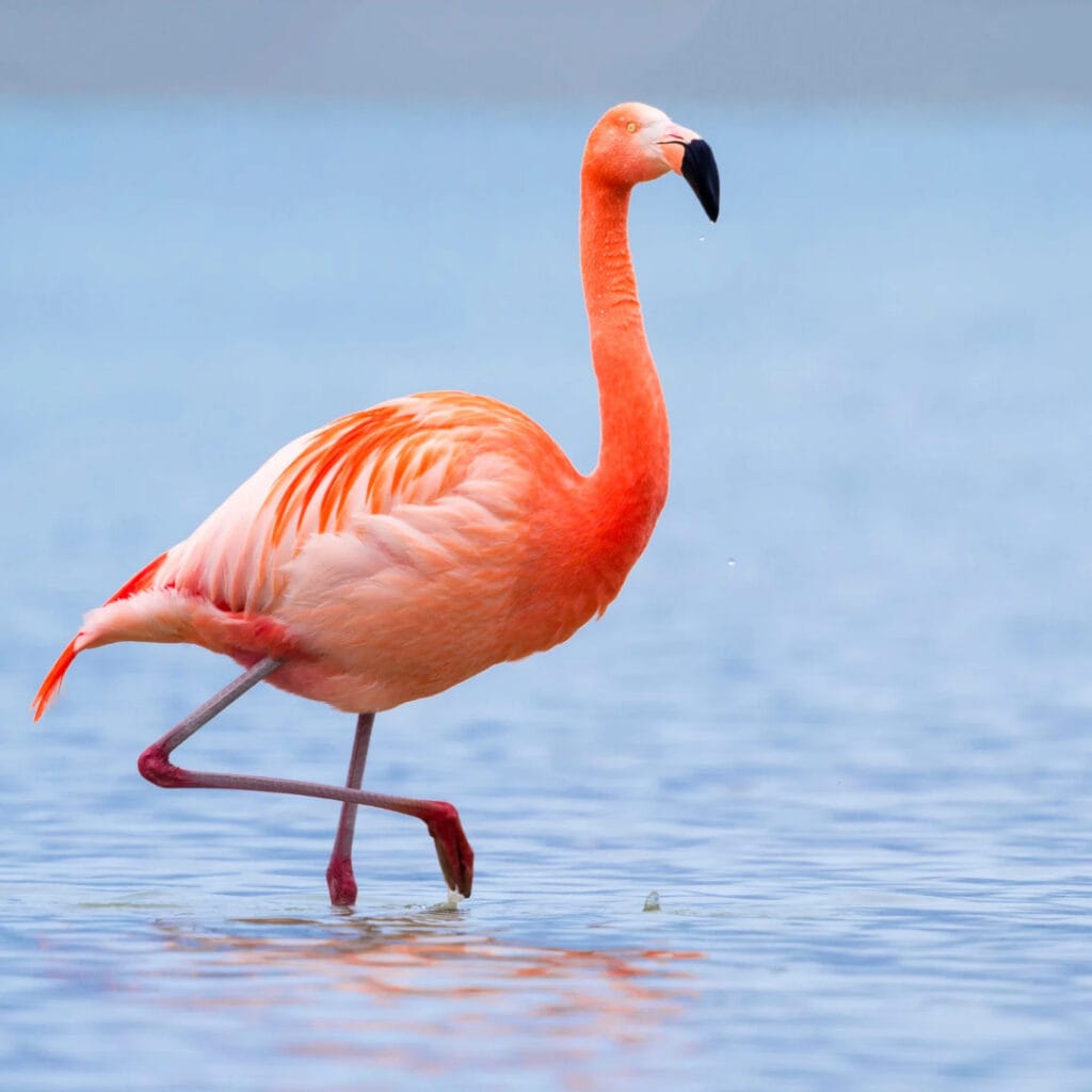 Photo Tour – Flamingi, Cape Greco i Agia Napa