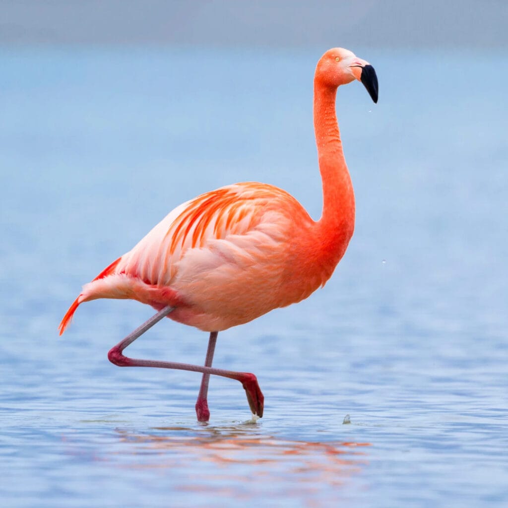 Photo Tour – Flamingi, Cape Greco i Agia Napa z Larnaki